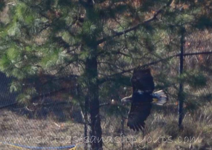 bald eagle lake coeur d'alene